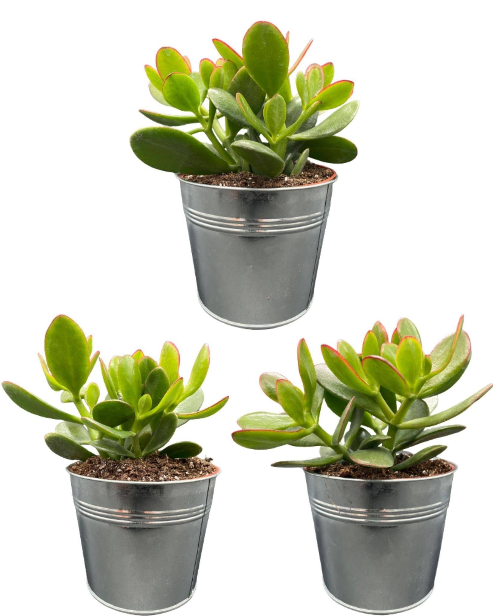 La Green Touch - Crassula Ovata en Pot Zinc (Lot de 3)- La Green Touch - Imagen 1