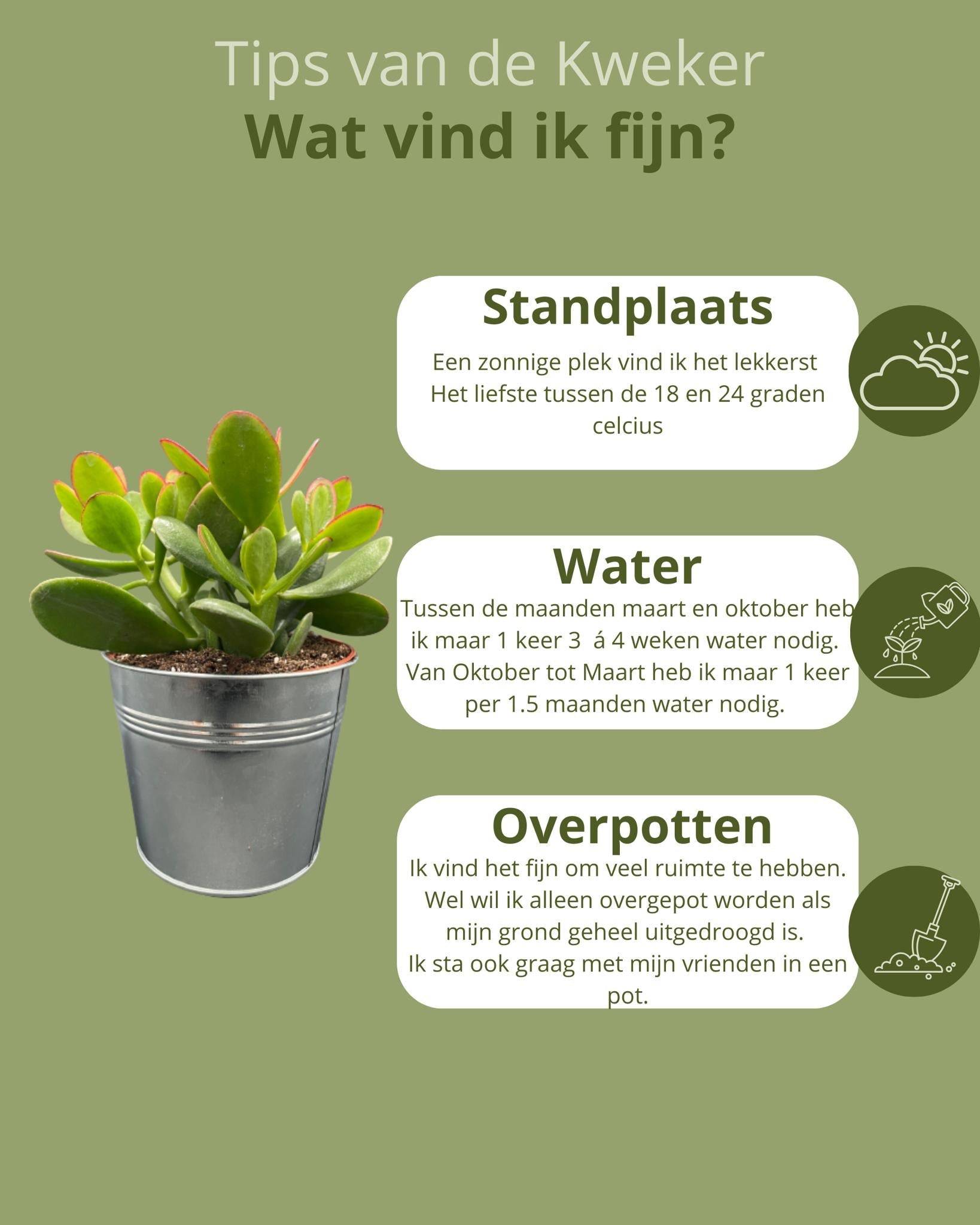 La Green Touch - Crassula Ovata en Pot Zinc (Lot de 3)- La Green Touch - Imagen 5