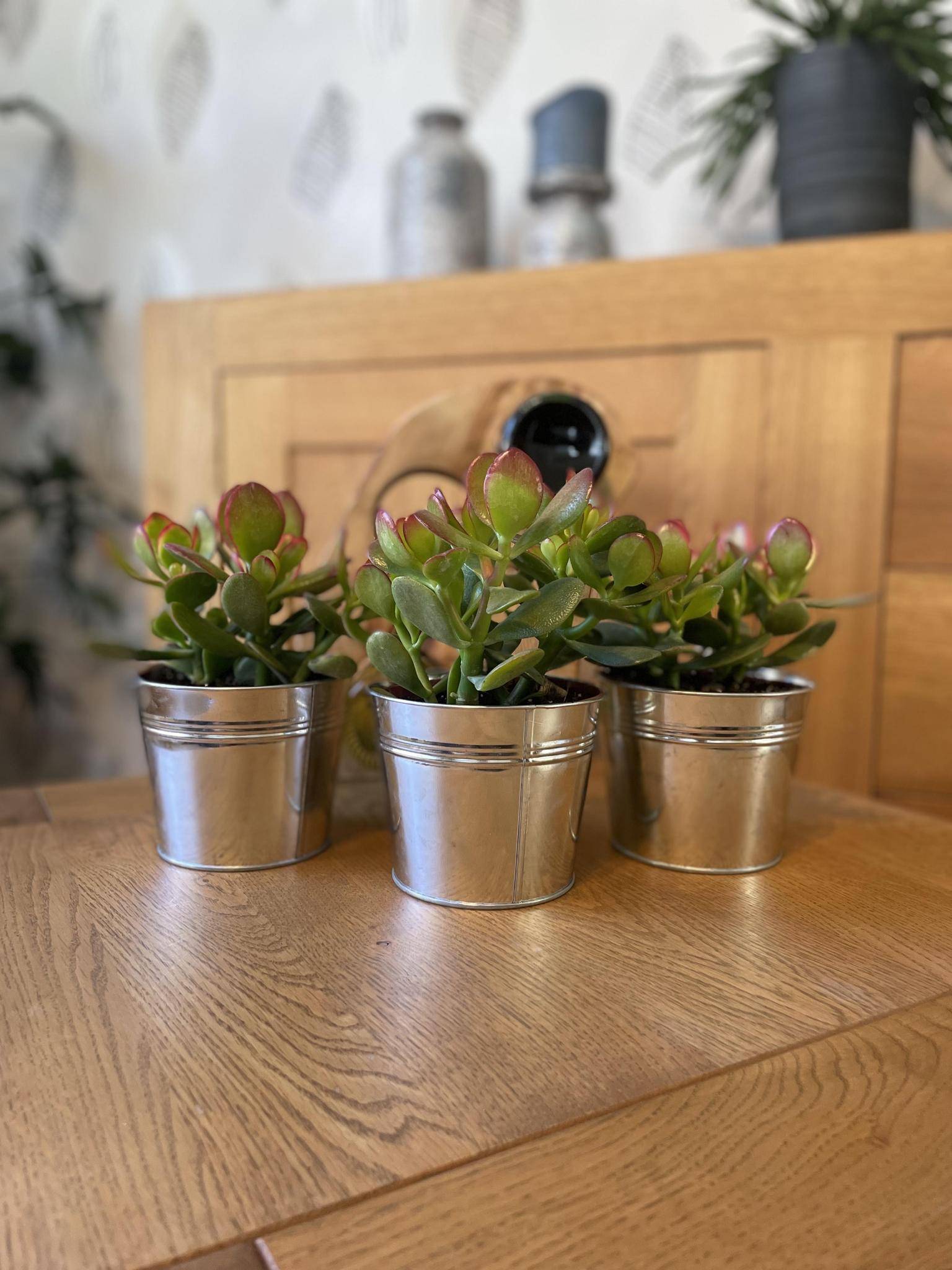 La Green Touch - Crassula Ovata en Pot Zinc (Lot de 3)- La Green Touch - Imagen 2