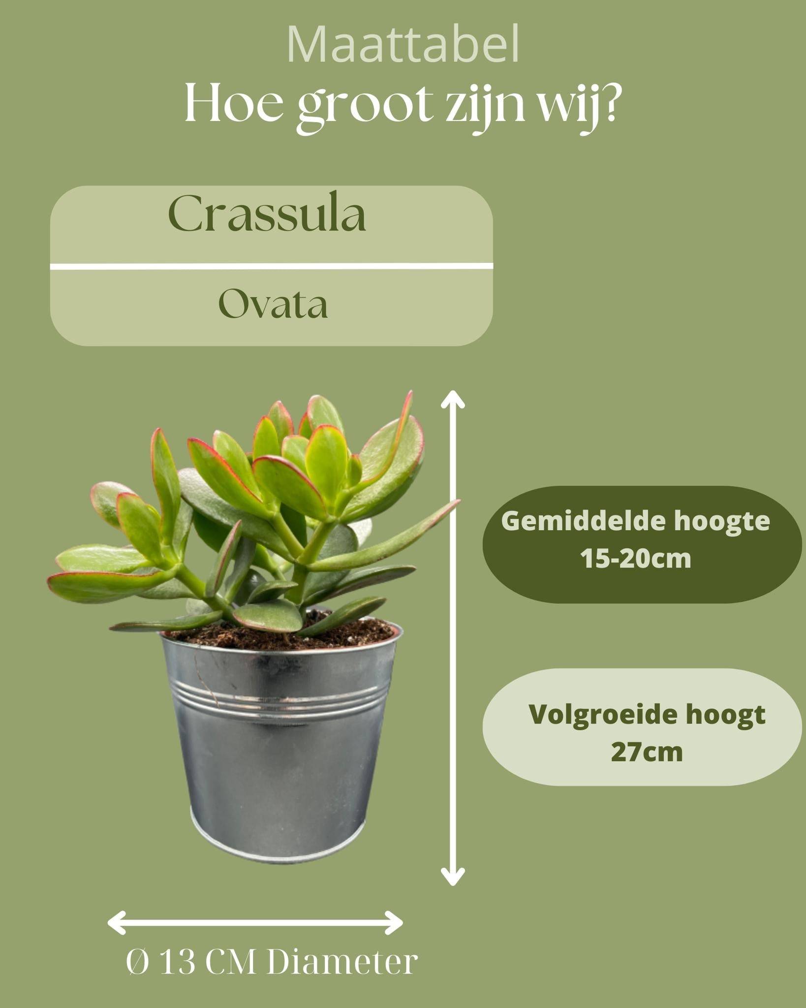 La Green Touch - Crassula Ovata en Pot Zinc (Lot de 3)- La Green Touch - Imagen 4