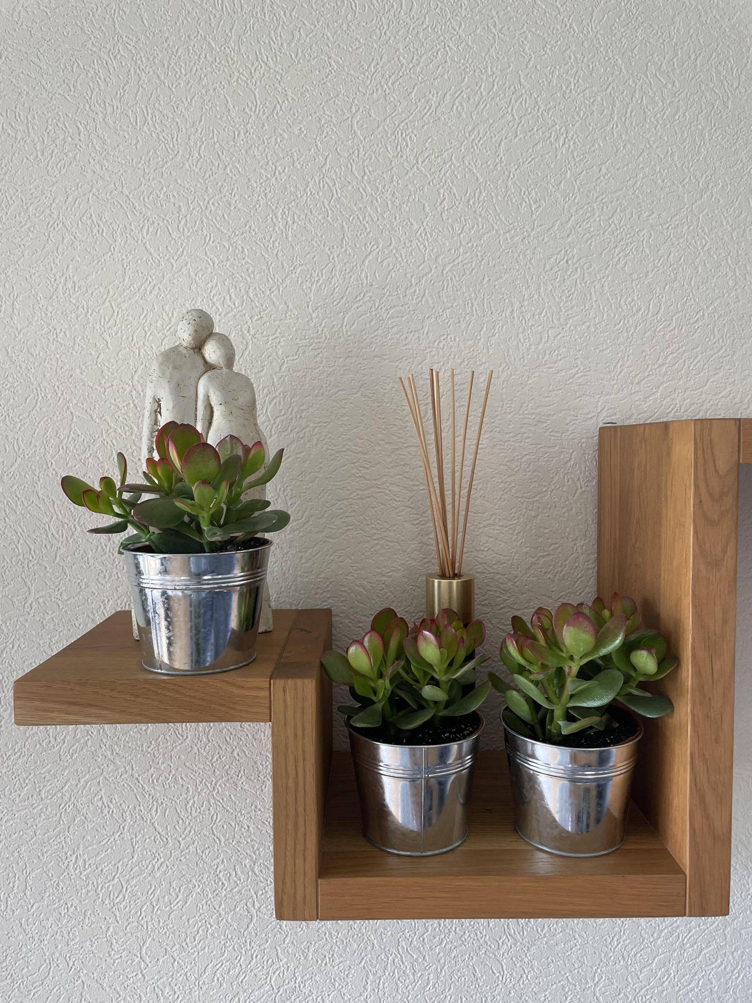 La Green Touch - Crassula Ovata en Pot Zinc (Lot de 3)- La Green Touch - Imagen 3