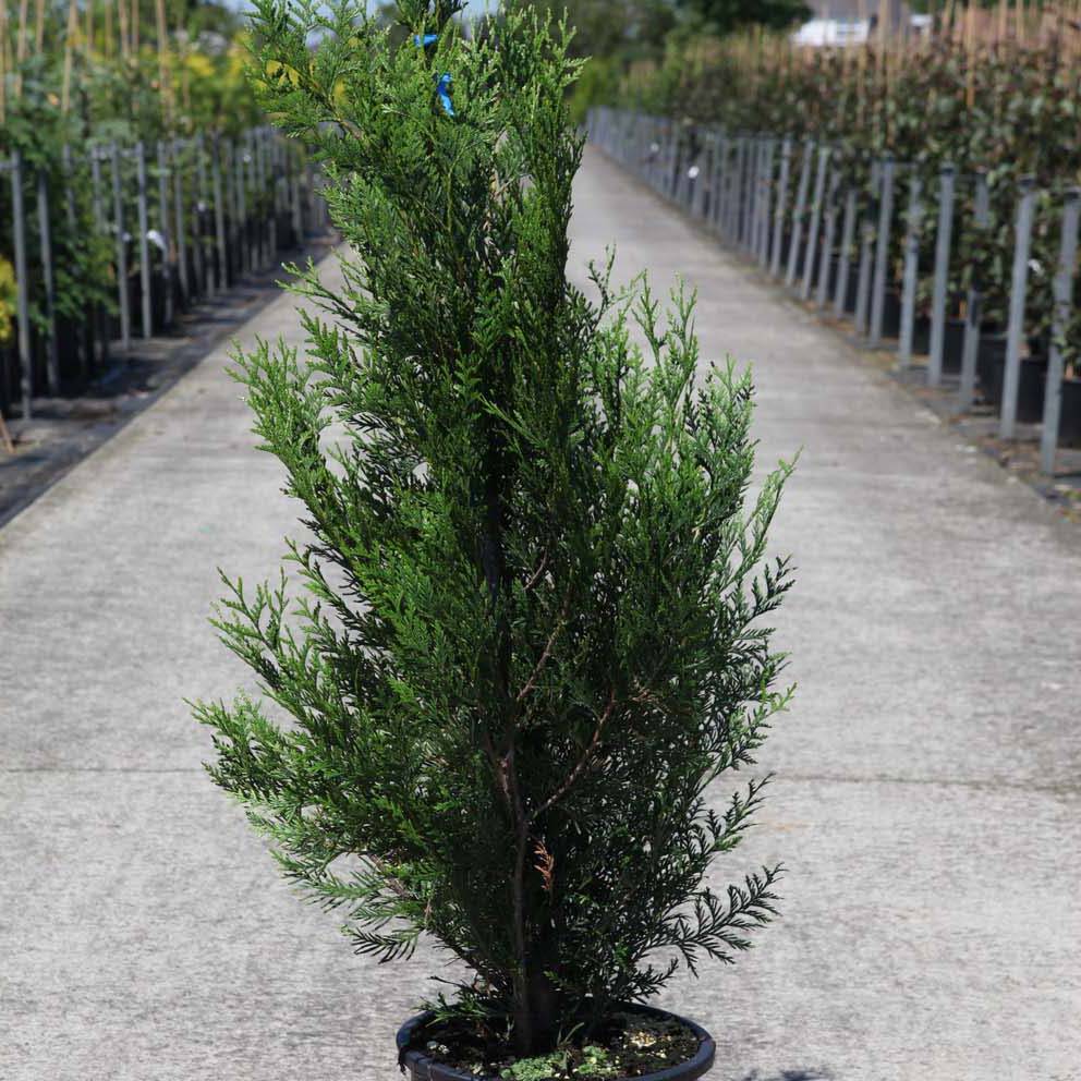 Promesse de Fleurs - Thuya pour haie - Thuja plicata Atrovirens Godet de 8/9 cm
