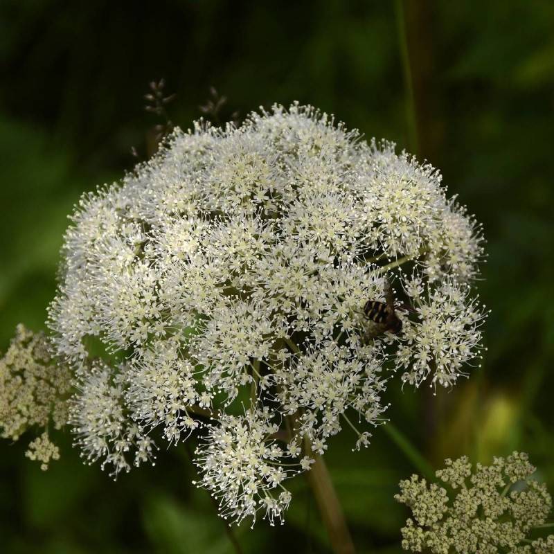 Angélique officinale archangelica à fleurs Blanche - feuillage Caduc - Godet - 5/20 cm-  hauteur à maturité De 1,00 m à 1,50 m - Imagen 1