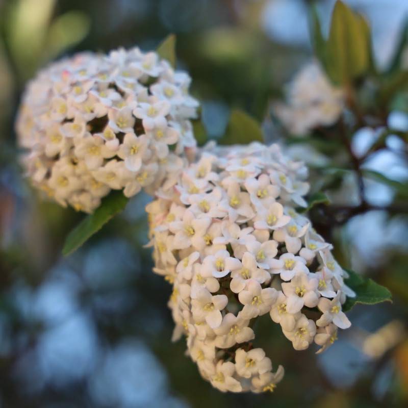 Viorne de Carlcephalum (Viburnum x carlcephalum) - Godet 9cm - Pépinières Naudet - Image 1