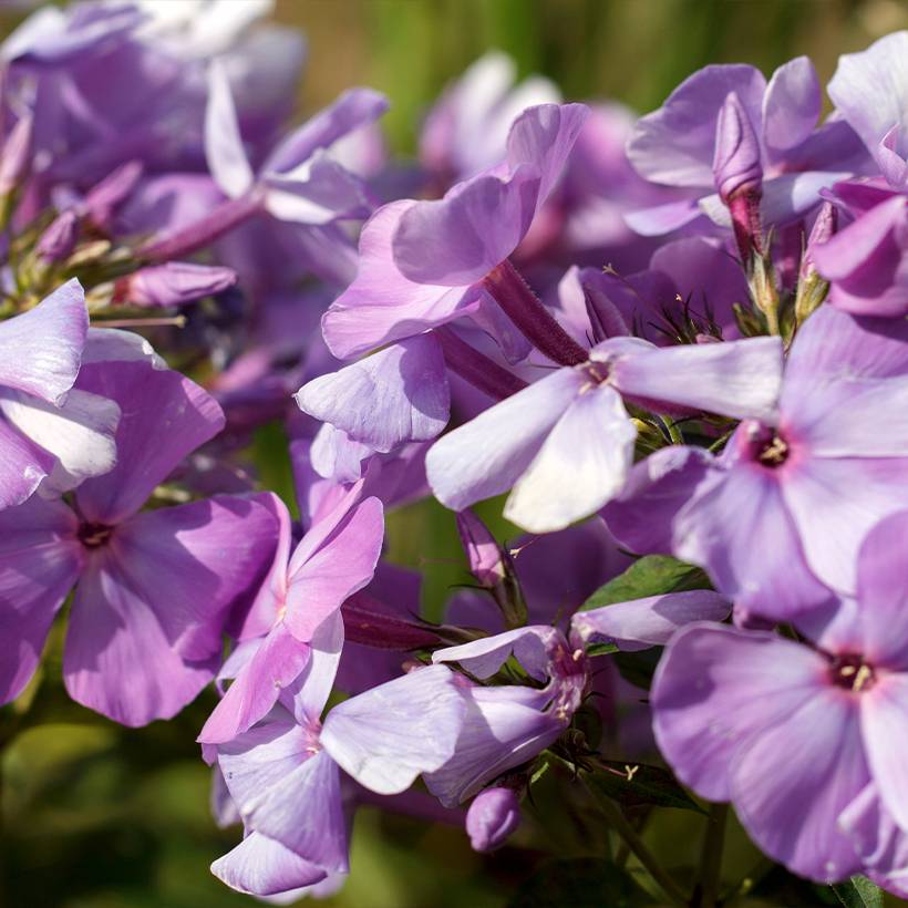 Phlox paniculata Famous Light Pink Pot de 2L/3L