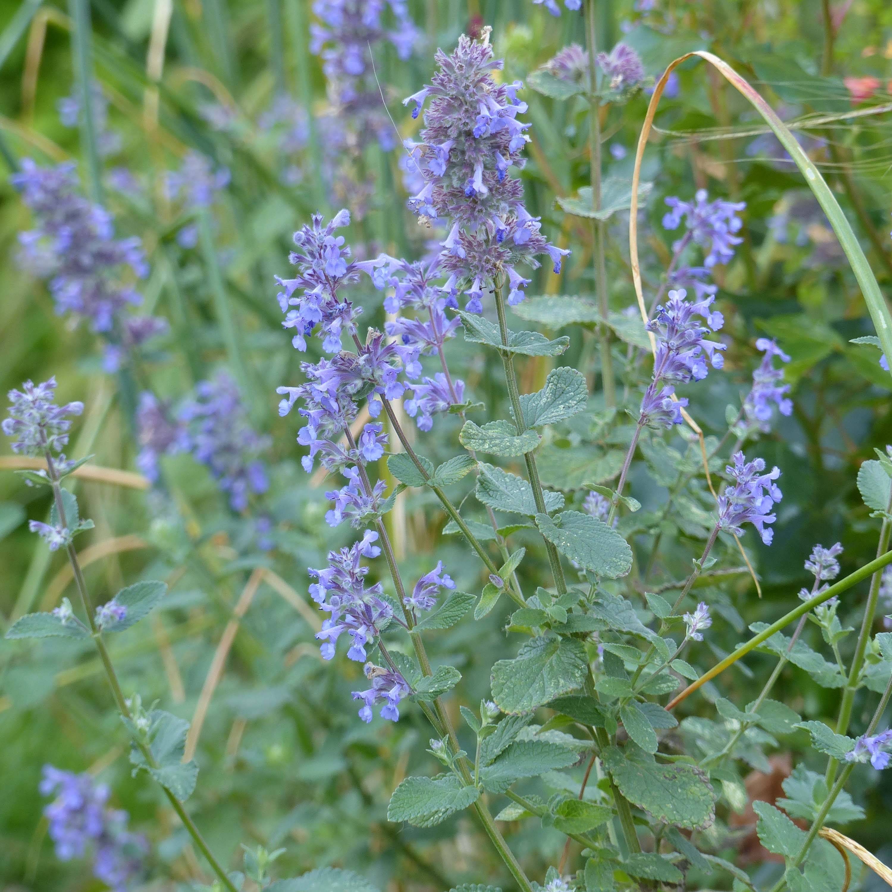 Nepeta grandiflora Summer Magic Pot de 2L/3L