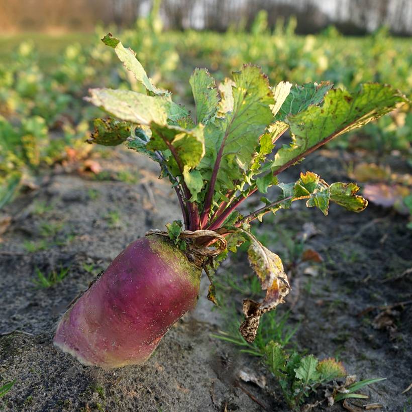 Betterave Fourragère géante rouge - Beta vulgaris le sachet de 4000 graines environ (100g)