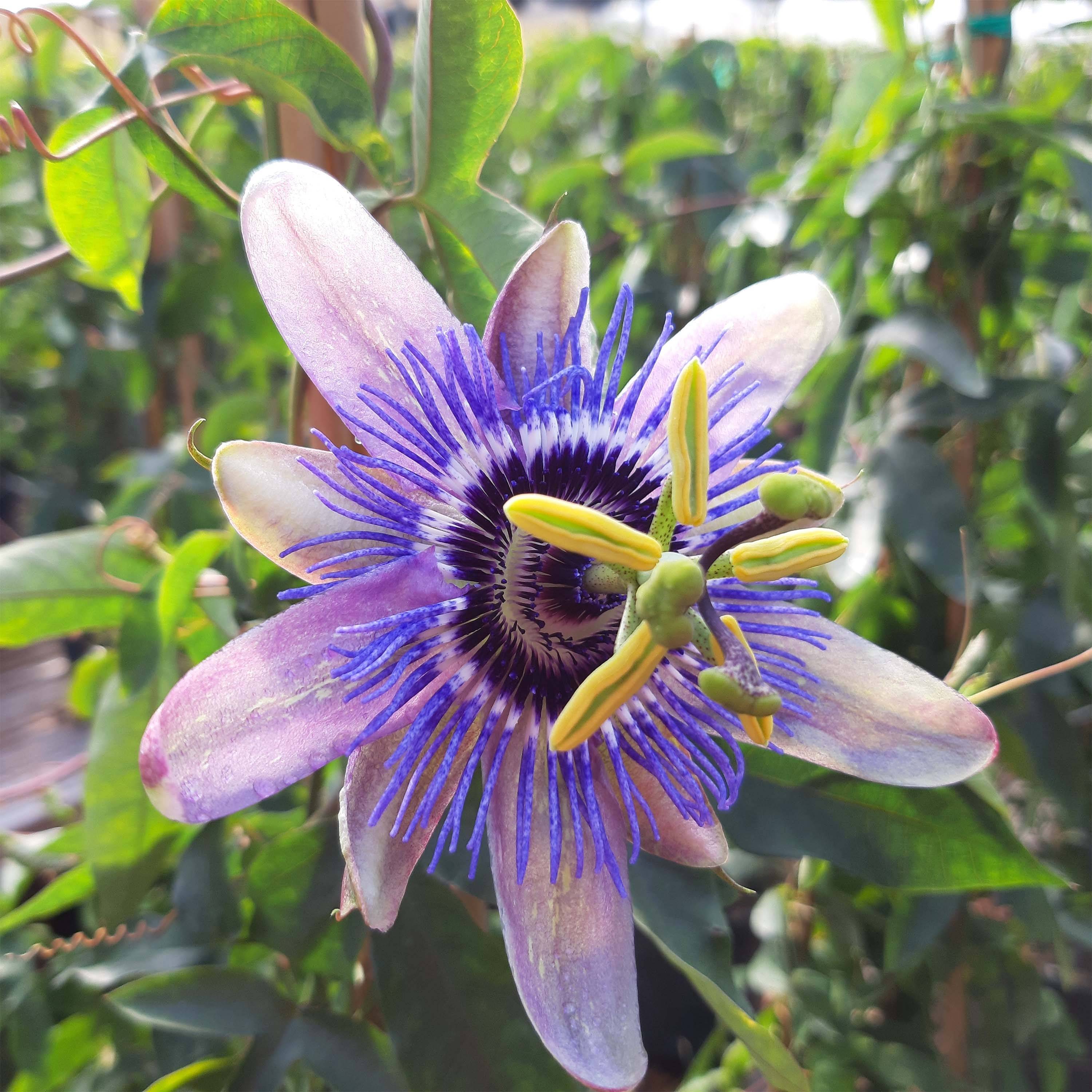 Promesse de Fleurs - Passiflore Lady Betty Myles Young - Fleur de la Passion bleue violet Pot de 3L/4L