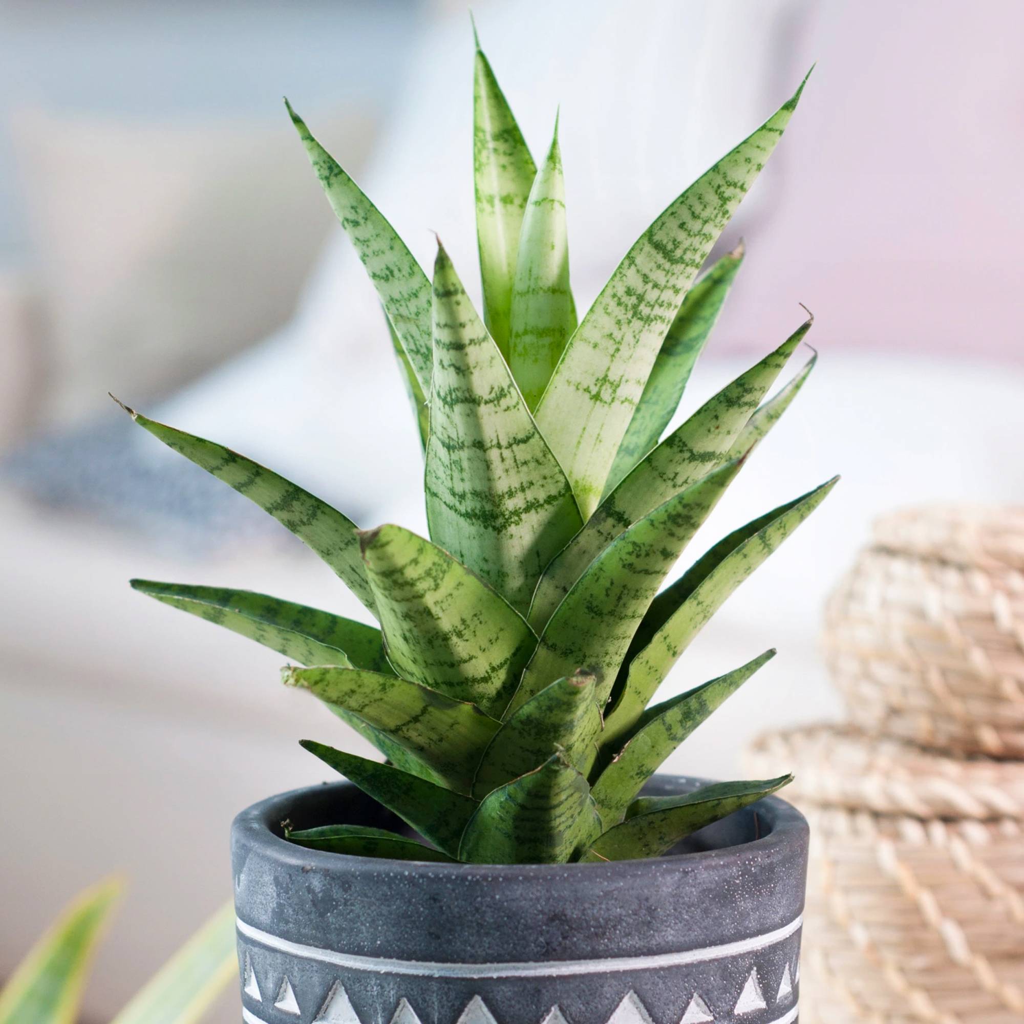 Gardenersdream - Sansevieria Tough Lady | Cadeau Plantes D'Intérieur À Vendre | Idéale Pour La Maison Ou Le Bureau - GardenersDream - Imagen 1