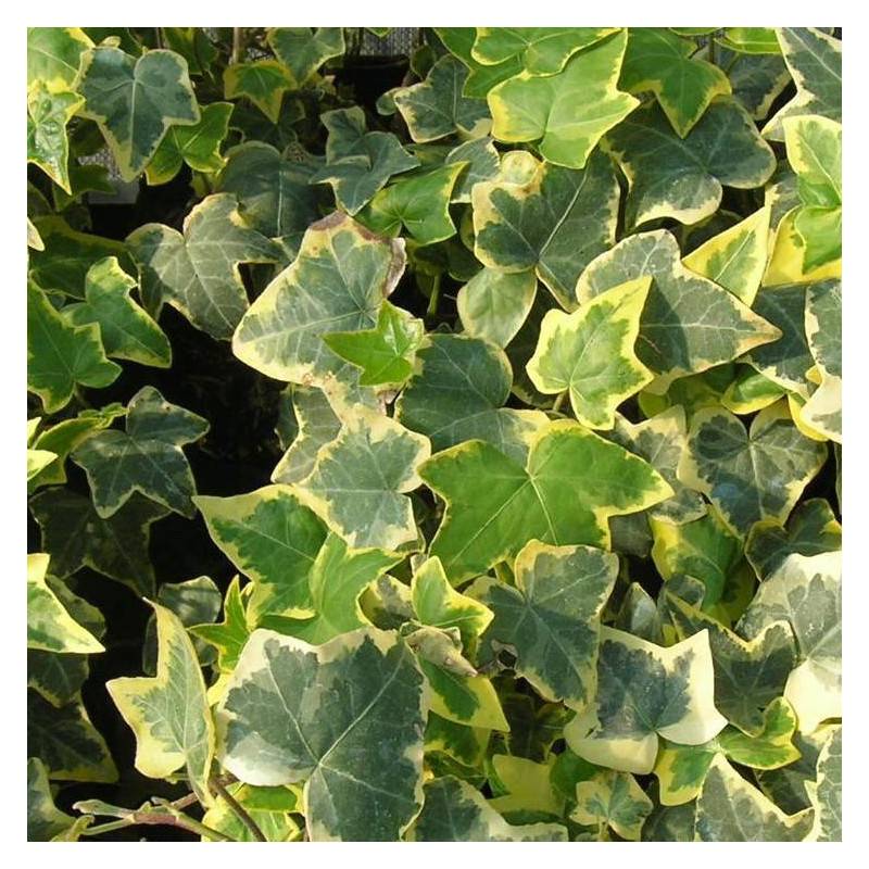 Lierre des bois Goldchild - Godet - 5/20 cm - Imagen 4