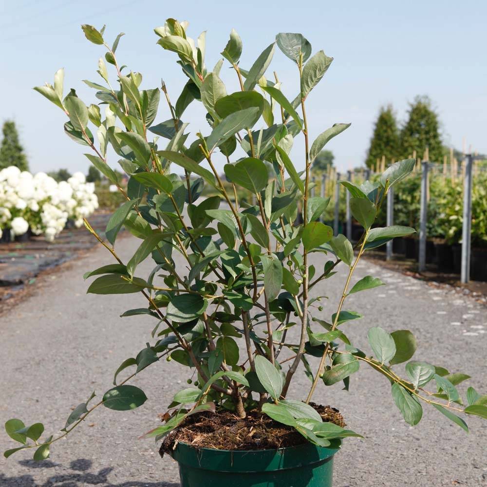Aronia melanocarpa Autumn Magic Pot de 7,5L/10L