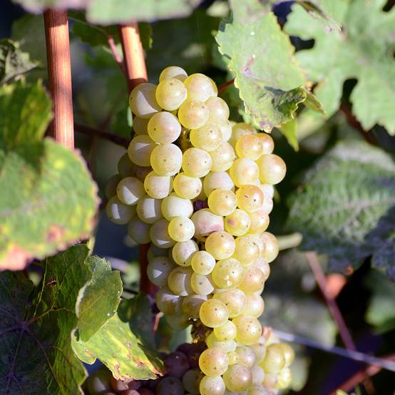 Promesse de Fleurs - Vigne de table Luglienga - Vitis vinifera Pot de 1,5L/2L