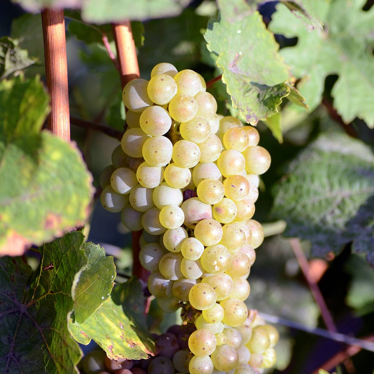 Promesse de Fleurs - Vigne de table Luglienga - Vitis vinifera Pot de 1,5L/2L