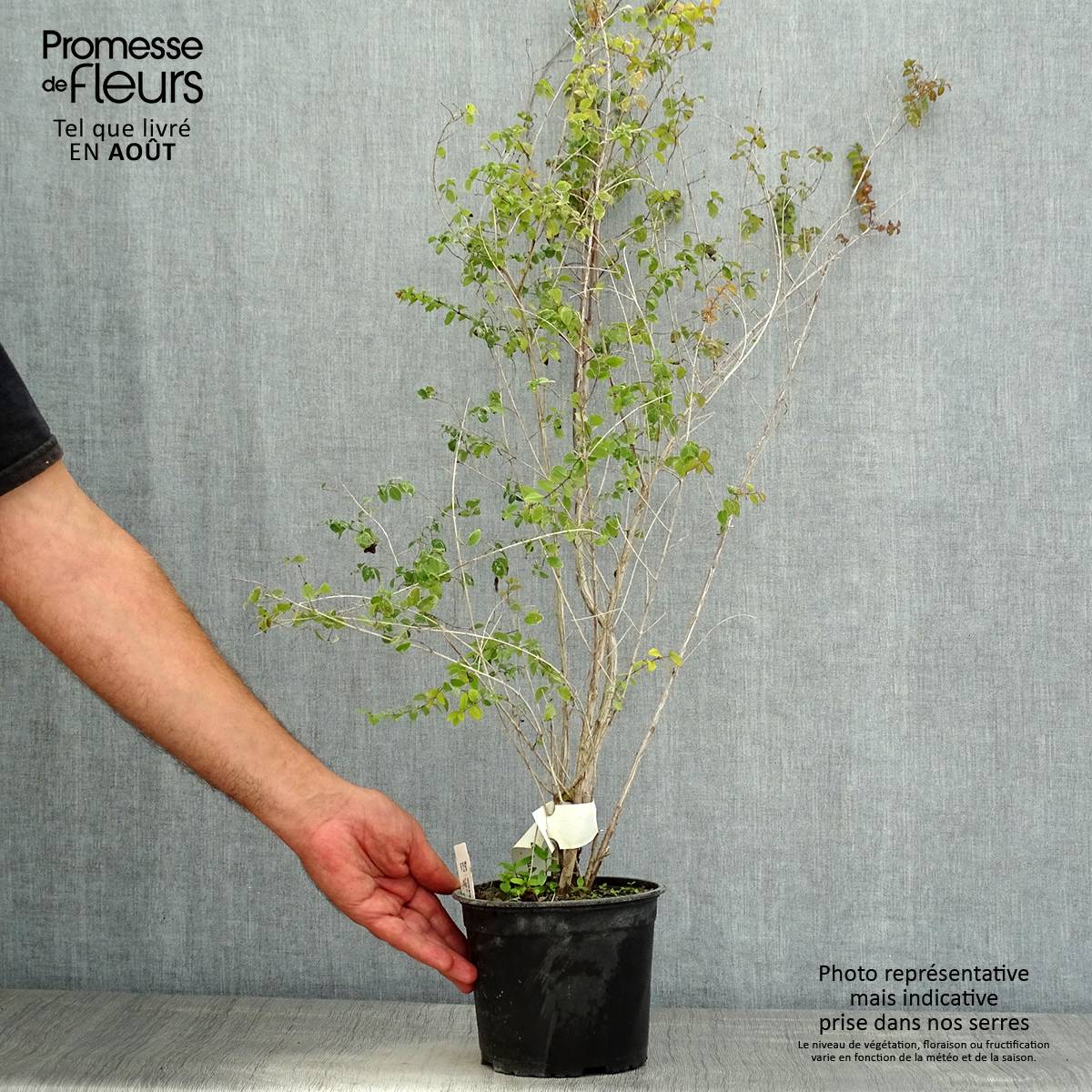 Promesse de Fleurs - Symphoricarpos chenaultii - Symphorine de Chenault Pot de 2L/3L - Image 2