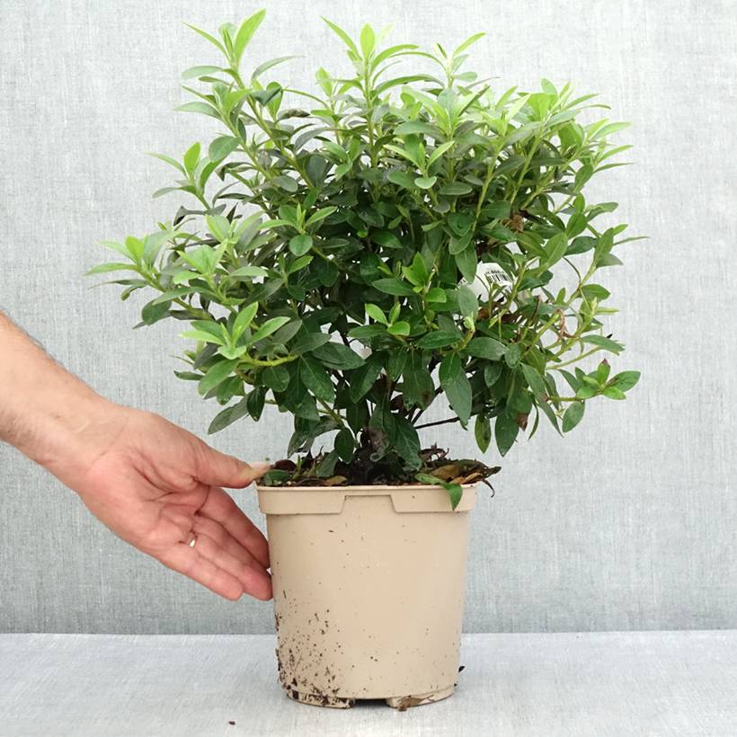 Azalée du Japon Ho Oden - Rhododendron hybride Pot de 2L/3L - Image 2