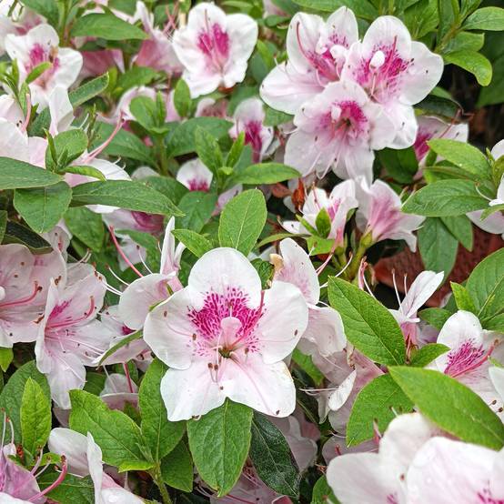 Azalée du Japon Ho Oden - Rhododendron hybride Pot de 2L/3L - Image 1