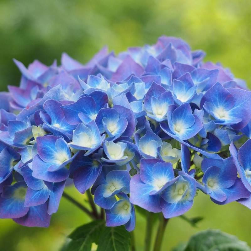 Hortensia Bleu, Hydrangea macrophylla à fleurs Bleue - feuillage Caduc - Pot de 4L - 40/60 cm-  hauteur à maturité De 1,00 m à 1,50 m - Imagen 1