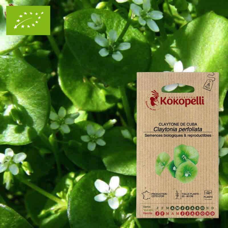 Association Kokopelli - Claytone de Cuba Pourpier d'Hiver- Graines bio à semer