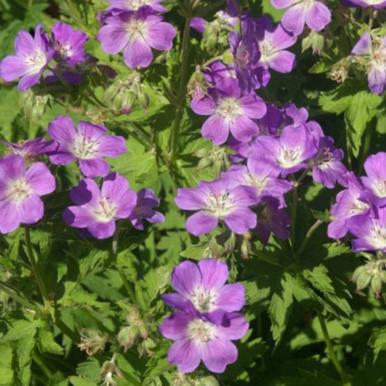 Géranium vivace des bois Mayflower à fleurs Mauve - feuillage Persistant - Godet- hauteur à maturité De 0,50 m à 1,00 m