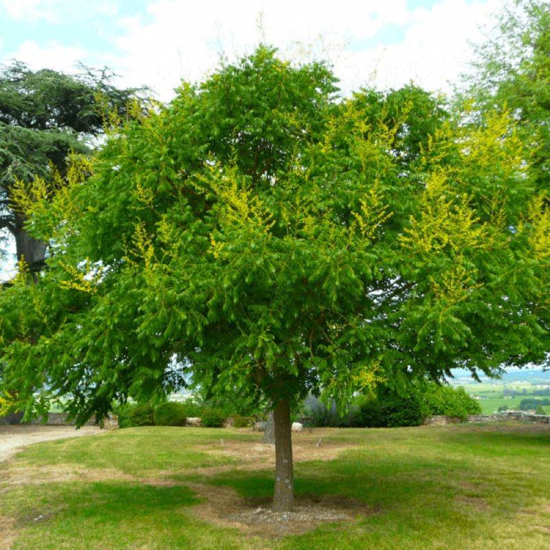 Savonnier (Koelreuteria paniculata) - Godet - Taille 20/40cm - Pépinières Naudet - Image 1