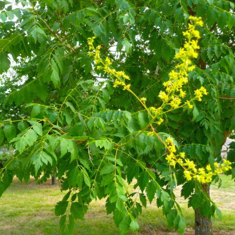 Savonnier (Koelreuteria paniculata) - Godet - Taille 20/40cm - Pépinières Naudet - Image 2