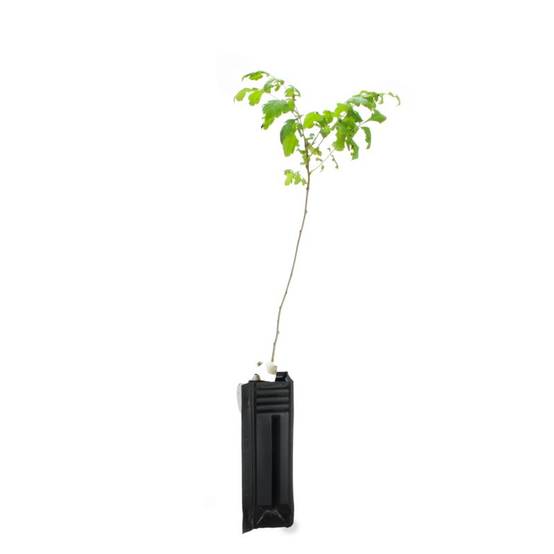 Savonnier (Koelreuteria paniculata) - Godet - Taille 20/40cm - Pépinières Naudet - Image 3