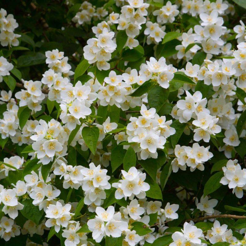 Seringat commun (Philadelphus coronarius) - Godet - Taille 10cm - Pépinières Naudet - Imagen 1