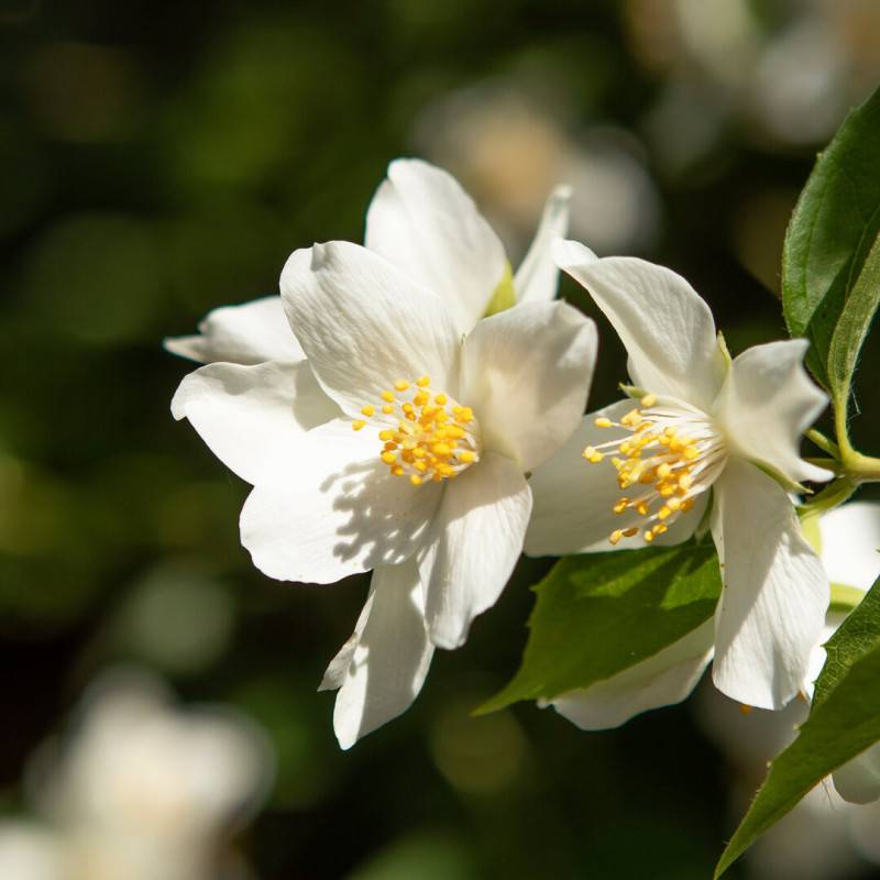 Seringat commun (Philadelphus coronarius) - Godet - Taille 10cm - Pépinières Naudet