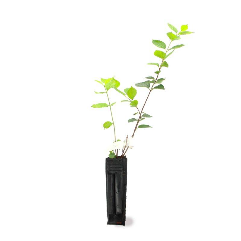 Seringat commun (Philadelphus coronarius) - Godet - Taille 10cm - Pépinières Naudet - Imagen 2