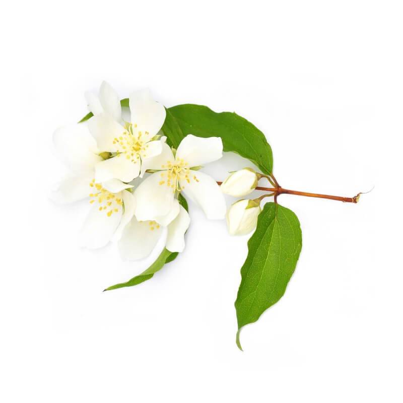 Seringat commun (Philadelphus coronarius) - Godet - Taille 10cm - Pépinières Naudet - Imagen 4