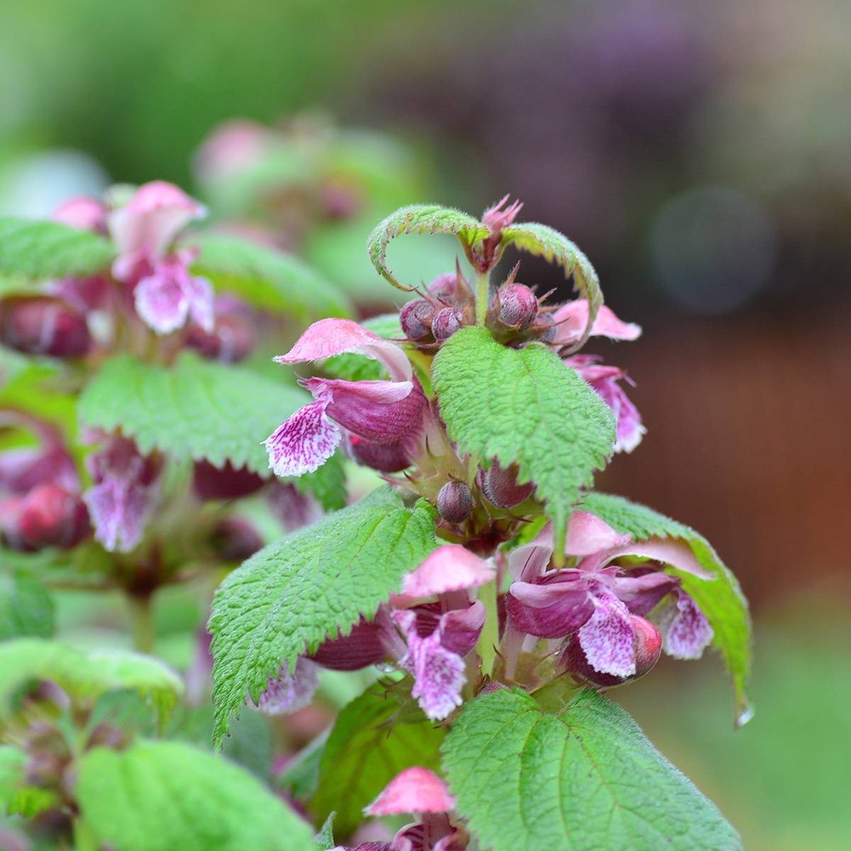 Lamium orvala - Lamier orvale Godet de 8/9 cm