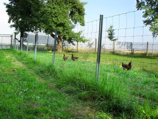 50 m clôture de protection , clôture forestière, clôture en fil de fer, grillage noué 100/10/30 - Image 6