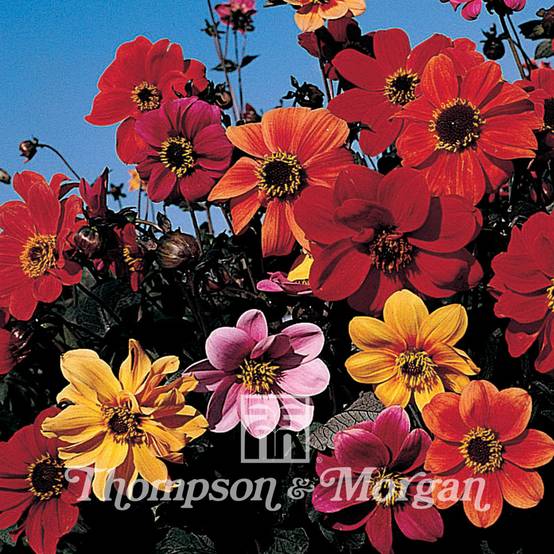 Graines de Dahlia Bishops Children mélange le sachet de 50 graines environ (0,5g)