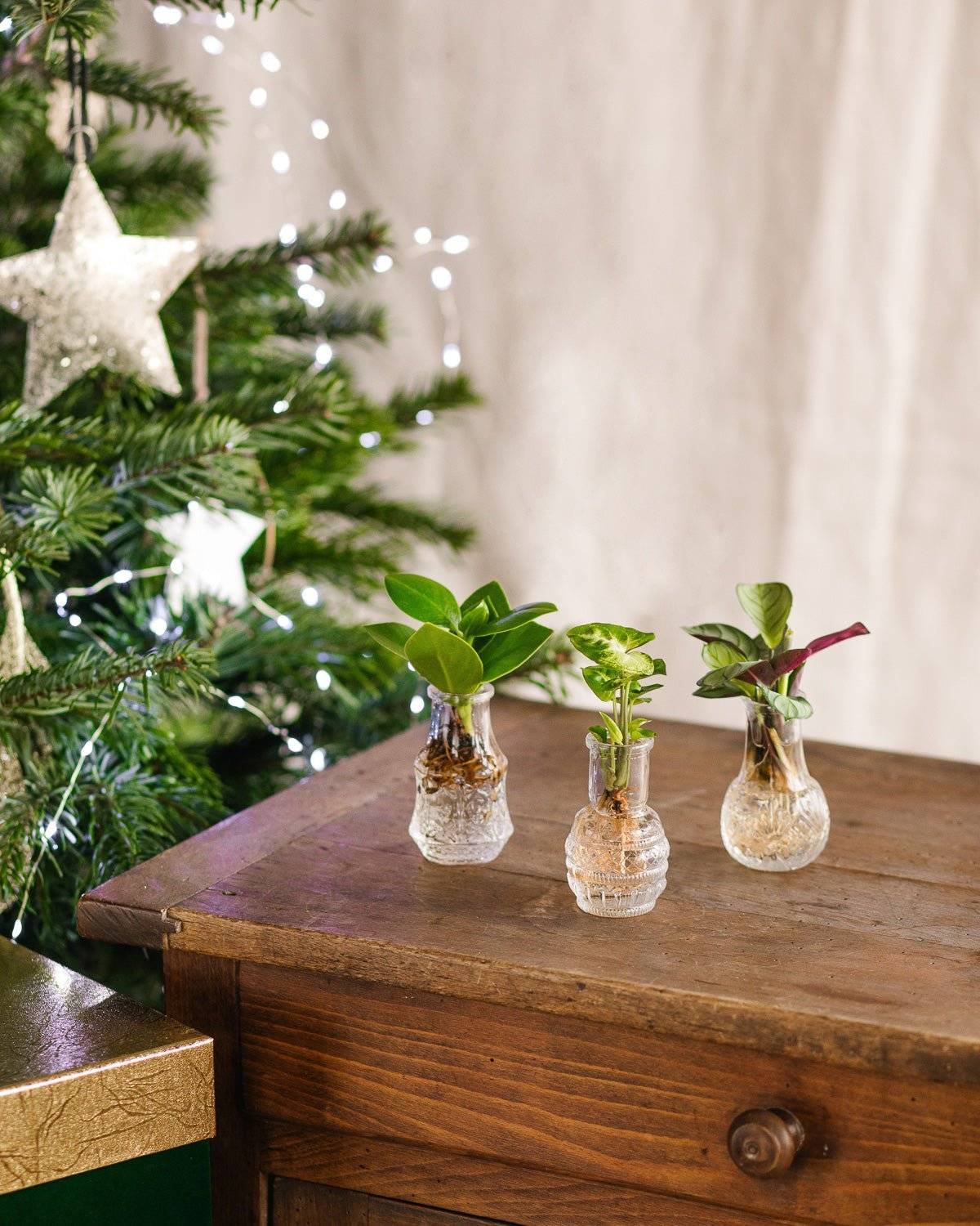 LIMA - Trio de plantes en hydroculture- La Green Touch - Imagen 1