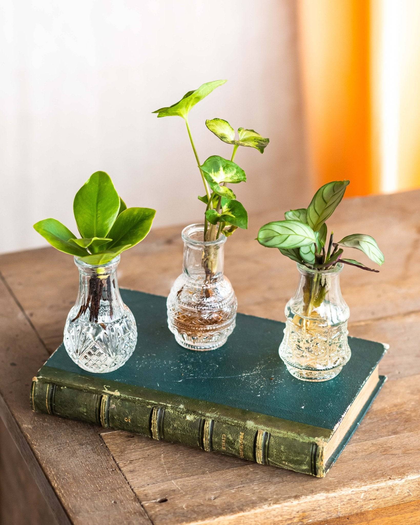 LIMA - Trio de plantes en hydroculture- La Green Touch - Imagen 2