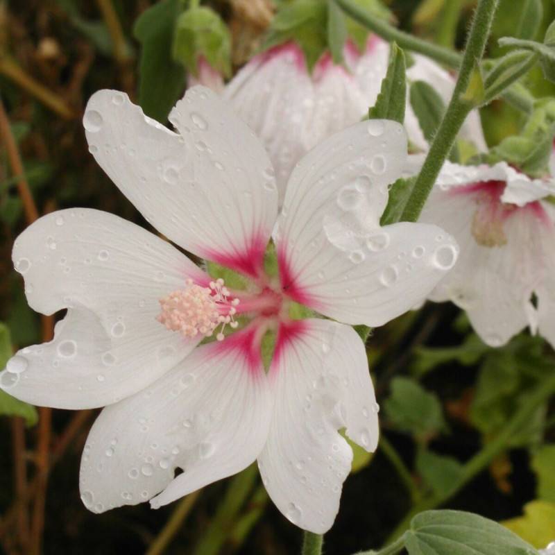 Lavatère Barnsley, Mauve en arbre, Lavatera à fleurs Blanche/Rouge - feuillage Caduc - Godet - 5/20 cm - Imagen 4