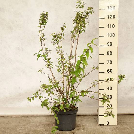 Deutzia hybride Mont Rose - Deutzie Pot de 7,5L/10L - Image 2