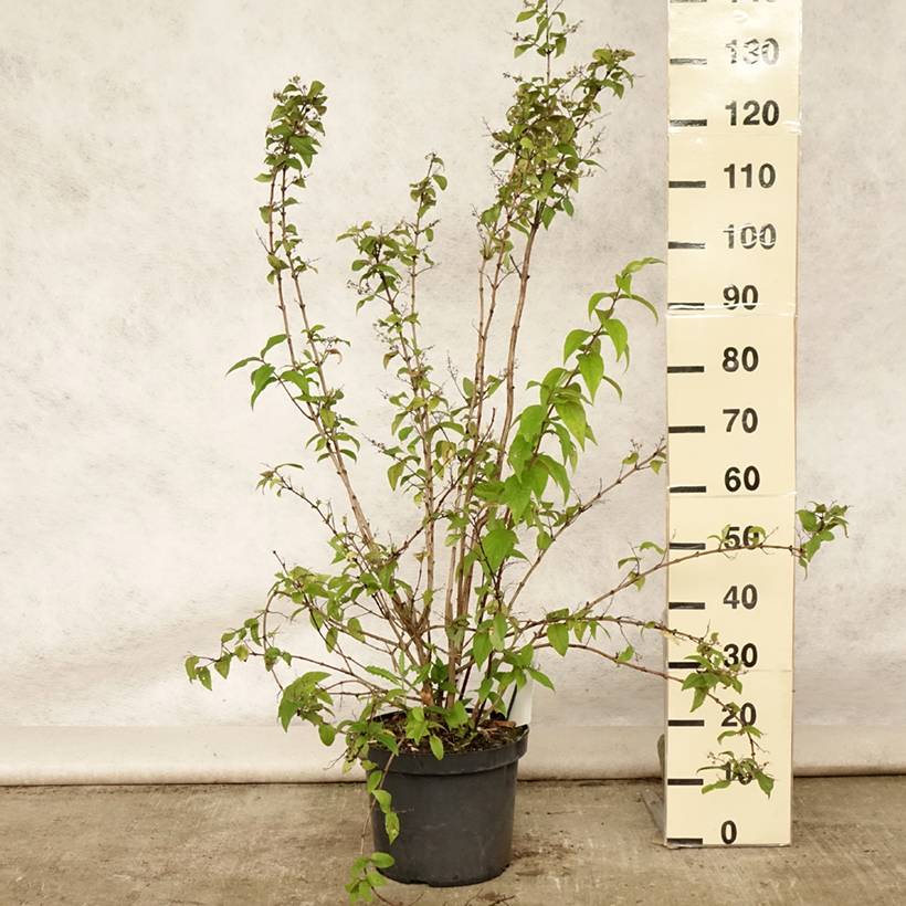 Deutzia hybride Mont Rose - Deutzie Pot de 7,5L/10L - Image 2