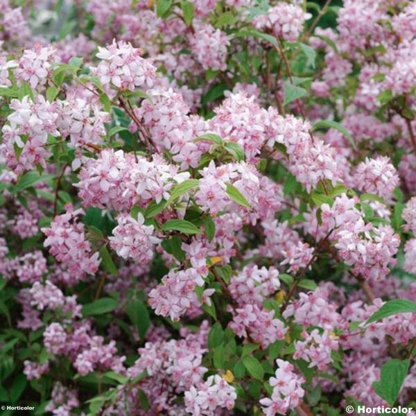 Deutzia hybride Mont Rose - Deutzie Pot de 7,5L/10L - Image 1