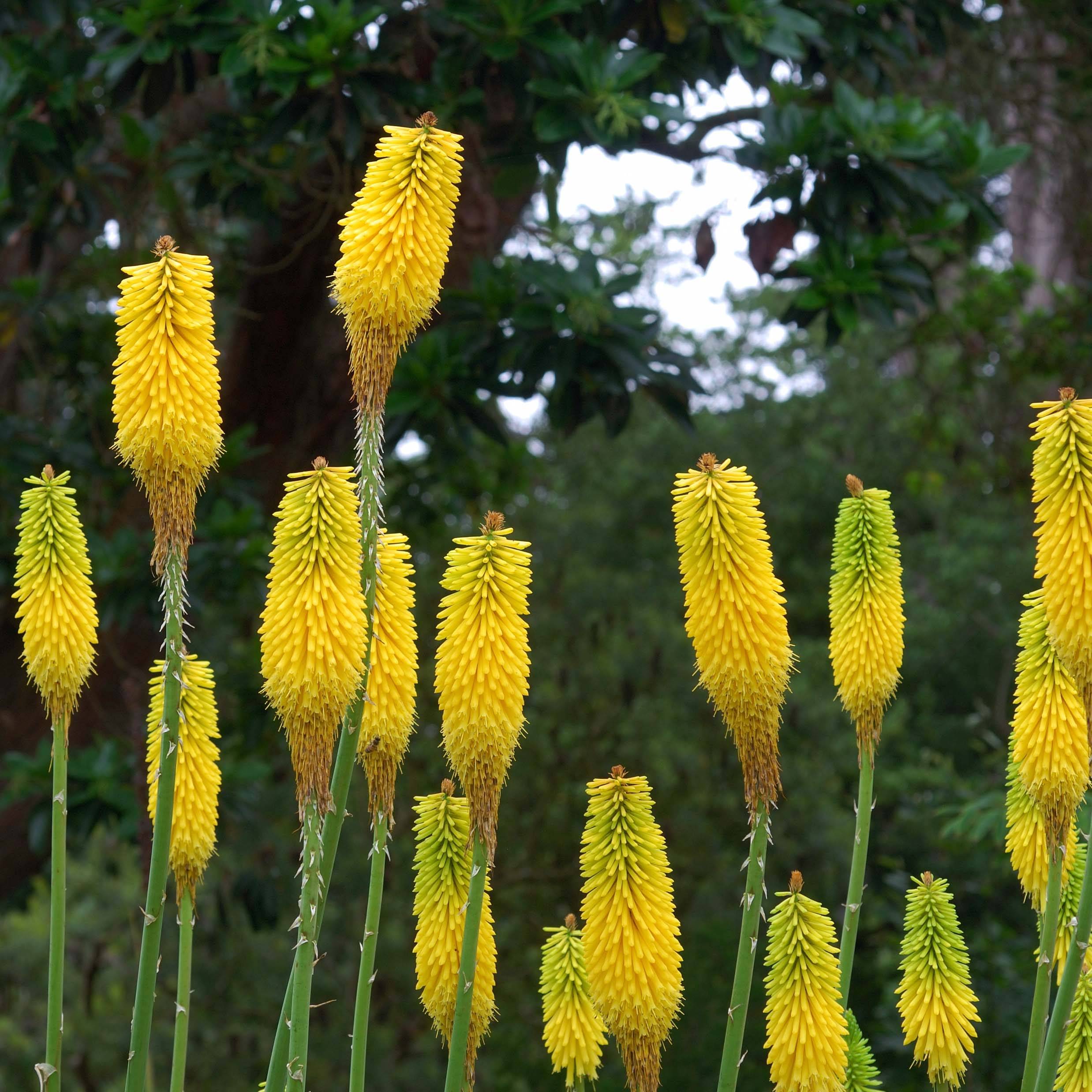 Kniphofia citrina - Tritoma Godet de 8/9 cm