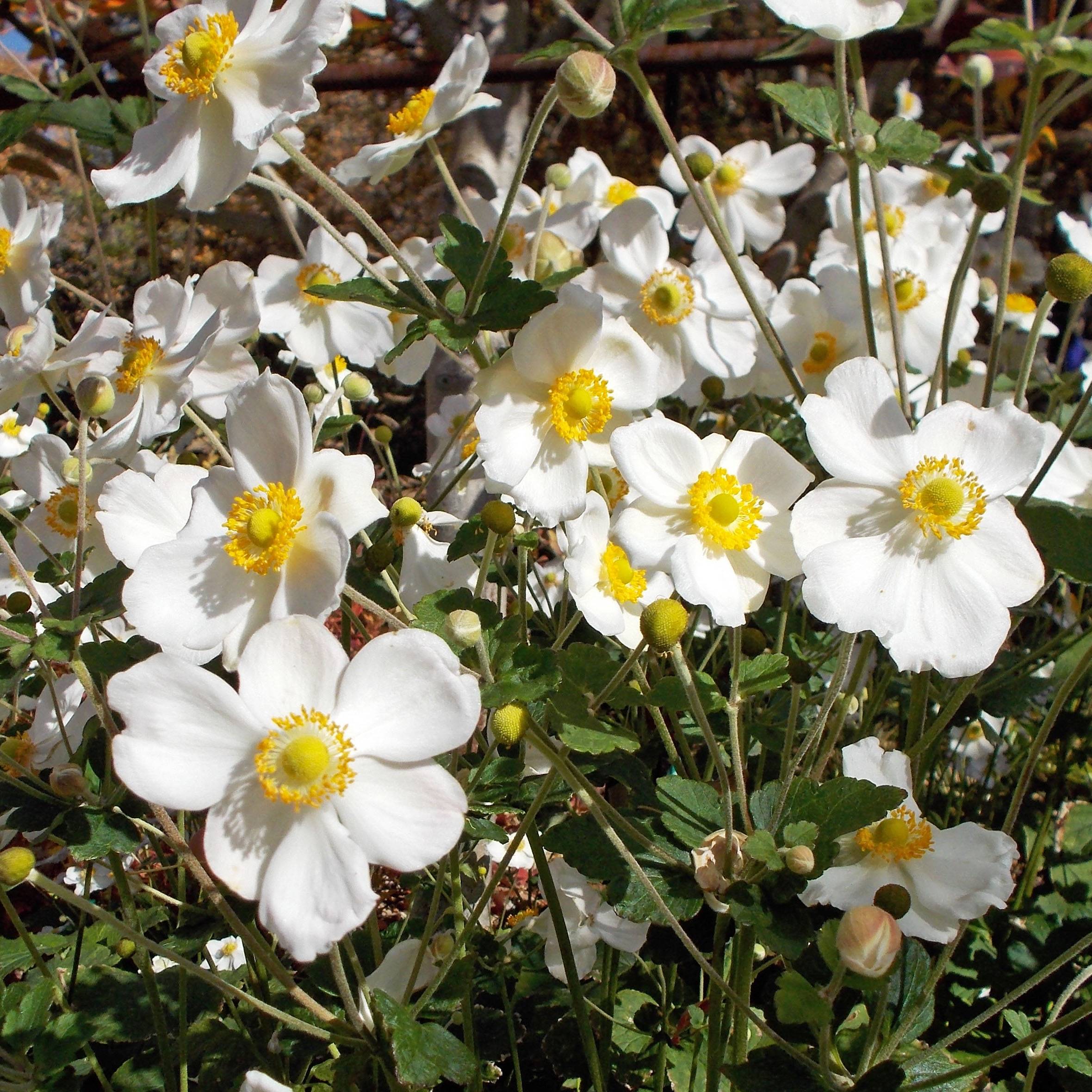 Promesse de Fleurs - Anémone japonaise Honorine Jobert Pot de 2L/3L