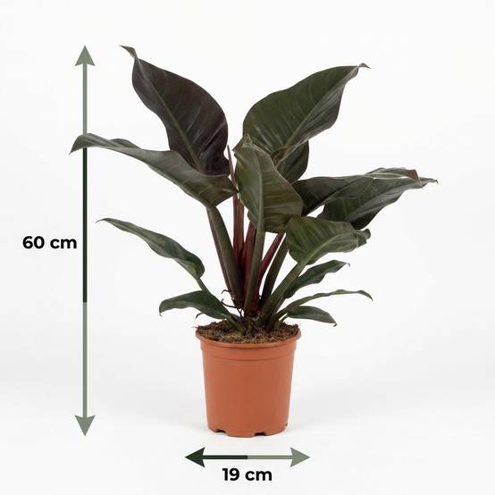 La Green Touch - Philodendron Imperial Rouge - D19 H60cm - Image 5