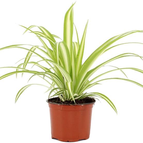 Gardenersdream - Chlorophytum Variegatum De Qualité Supérieure | Plante Araignée Au Feuillage Persistant En Pot - GardenersDream - Image 2