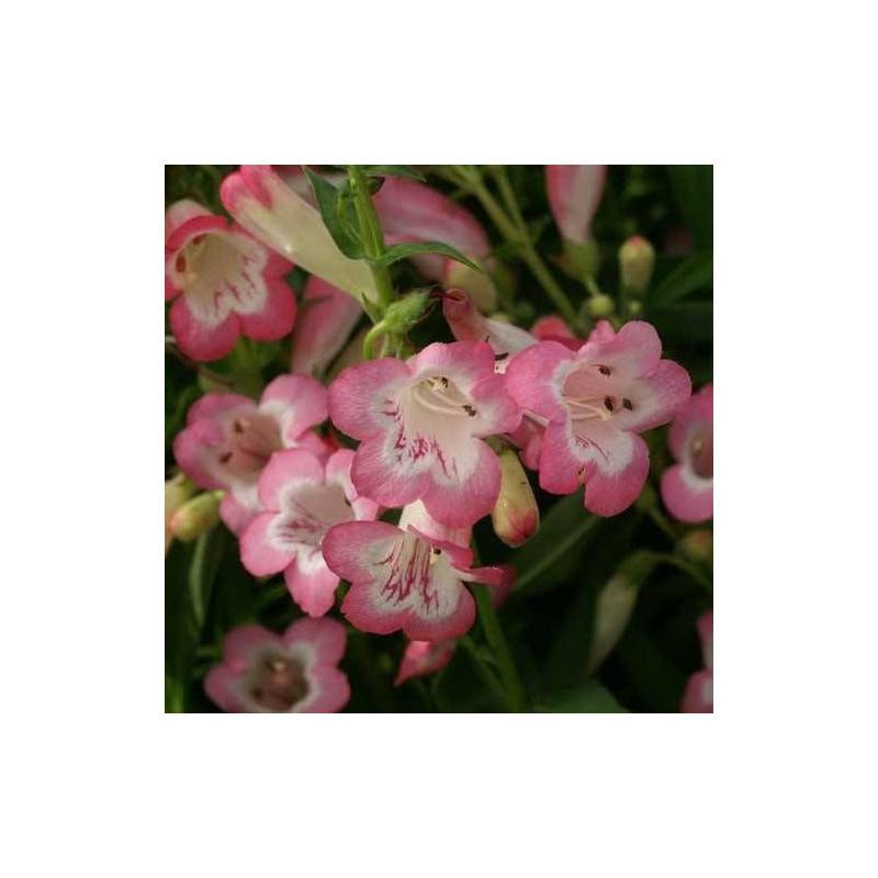 Penstemon Kilimanjaro à fleurs Rose/ - feuillage Caduc - Godet - 5/20 cm - Imagen 2