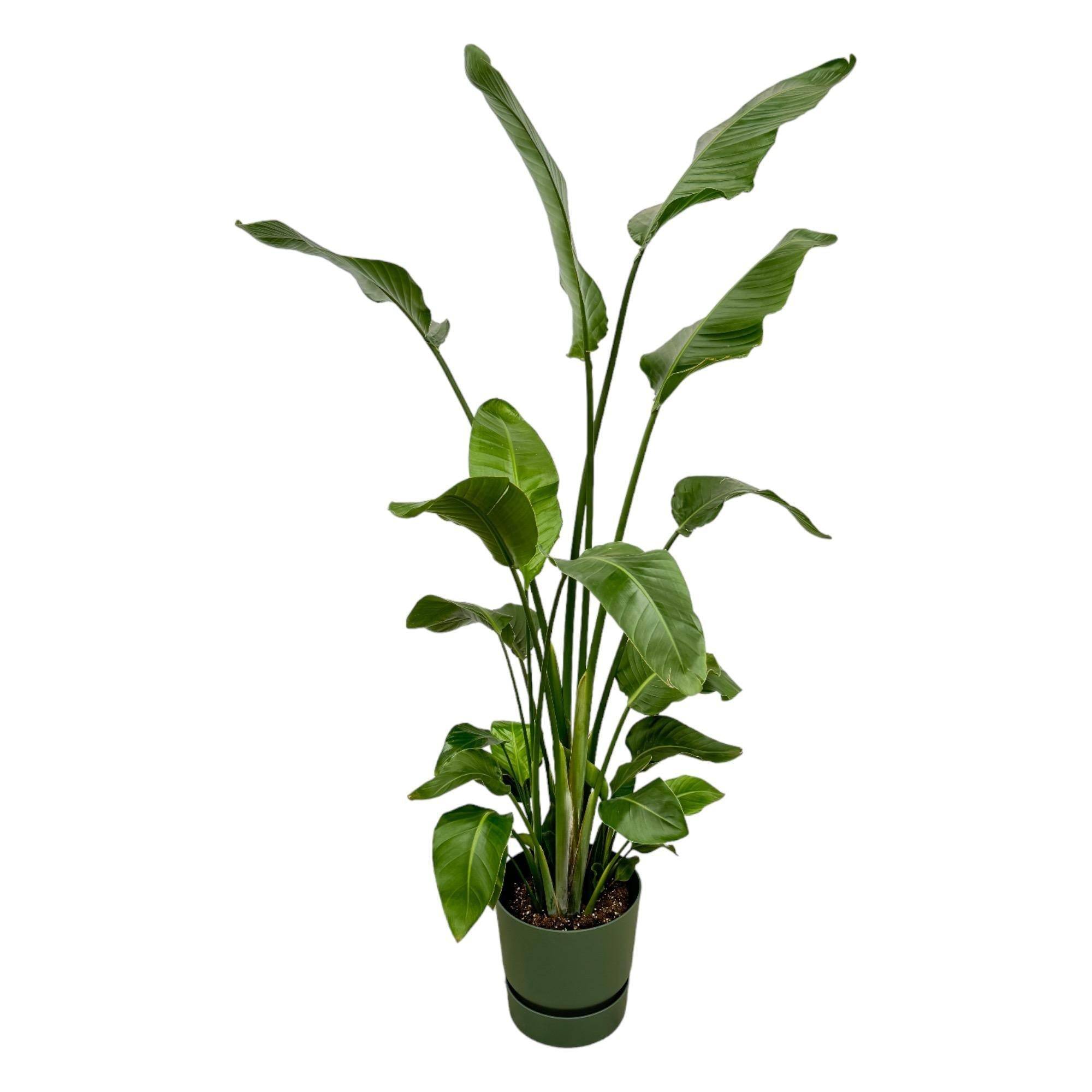 Strelitzia Nicolai 170 cm et son pot- La Green Touch Vert + Reservoir - Hauteur 170cm