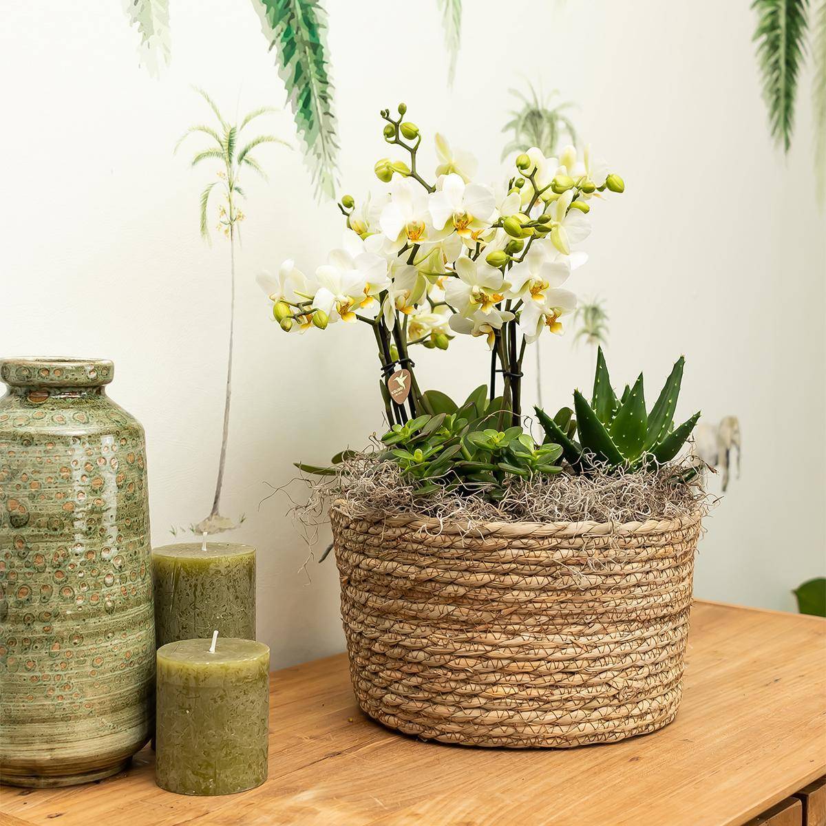 La Green Touch - Composition dans un panier en osier avec réservoir d'eau de 3 orchidées oranges et 3 Rhipsalis- La Green Touch - Imagen 2