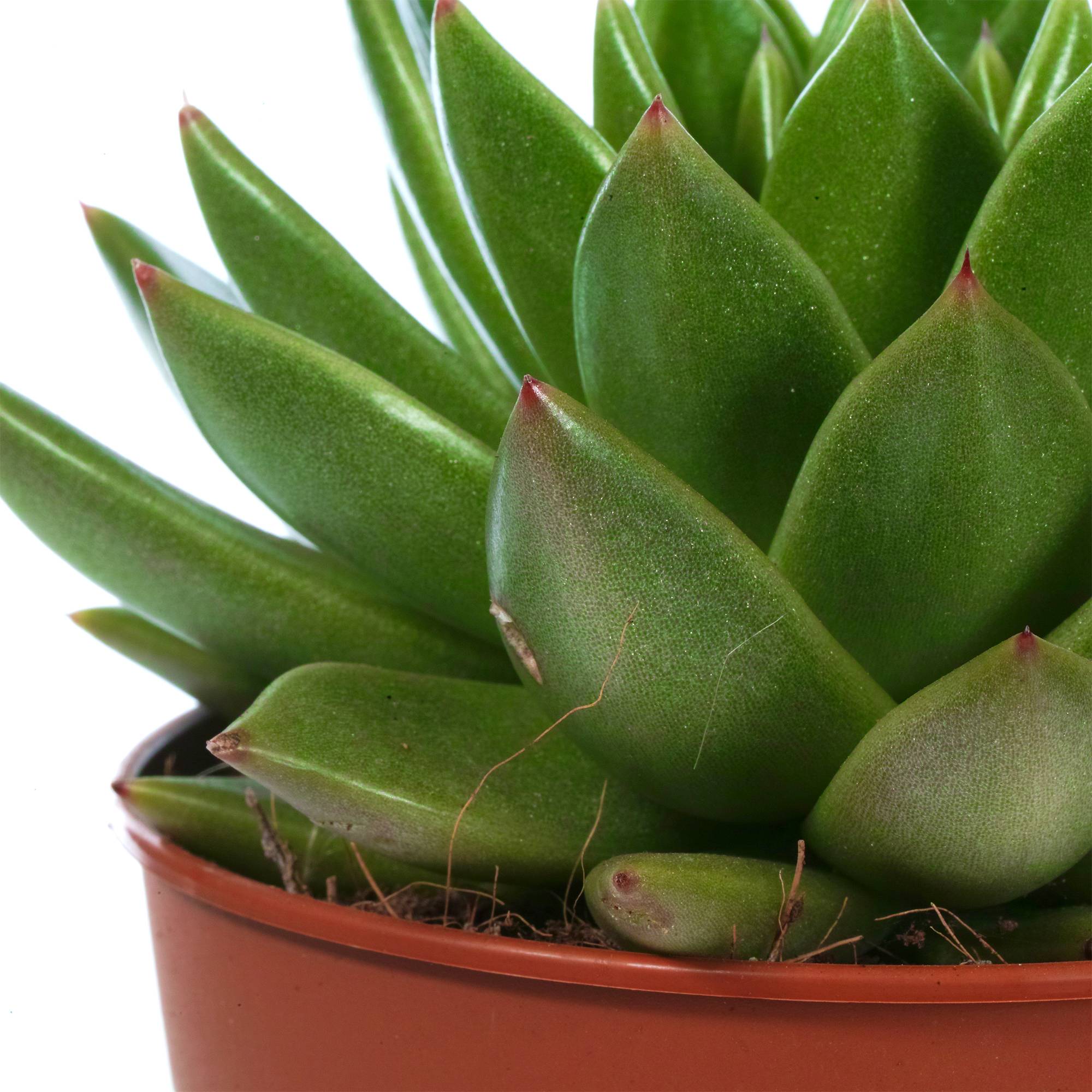 Gardenersdream - 1 X Echeveria Miranda Plante En Pot Pour La Maison Ou Le Bureau 10-20 Cm Avec Pot - GardenersDream - Imagen 3