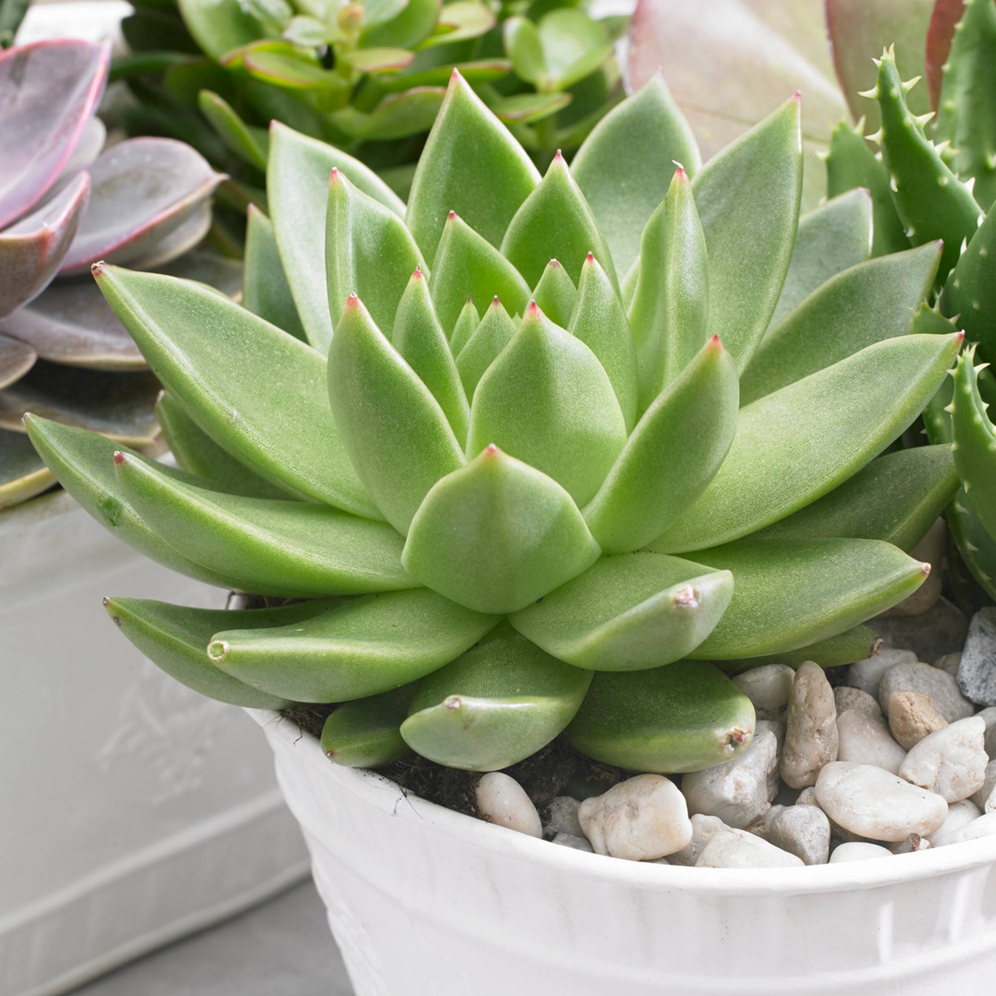 Gardenersdream - 1 X Echeveria Miranda Plante En Pot Pour La Maison Ou Le Bureau 10-20 Cm Avec Pot - GardenersDream - Imagen 1