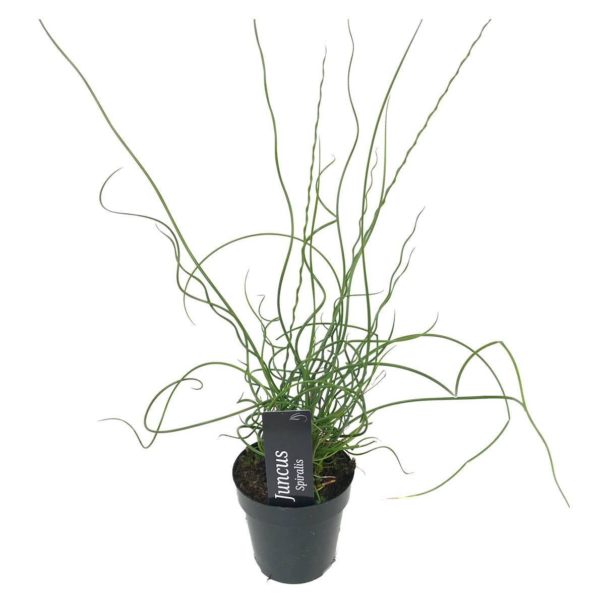 Juncus Spiralis - Jonc spiralé - Plantes de bassin - Plantes aquatiques - H. 20-30 cm - P. 9 cm - Image 1