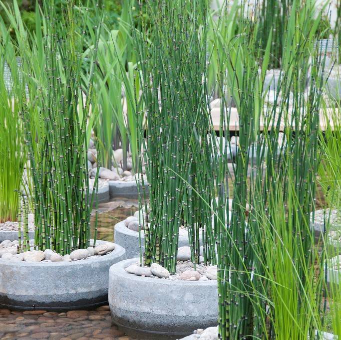Juncus Spiralis - Jonc spiralé - Plantes de bassin - Plantes aquatiques - H. 20-30 cm - P. 9 cm - Image 2